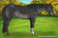 Horse Color:Black  and Black 