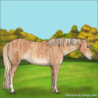 Horse Color:Chestnut and Gold Champagne