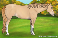 Horse Color:Gold Champagne