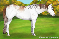 Horse Color:Gray White Spotted Gold Champagne