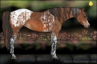 Horse Color:Chestnut Tobiano  and Bay Appaloosa 