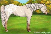 Horse Color:Silver Sable Champagne Dun Appaloosa 