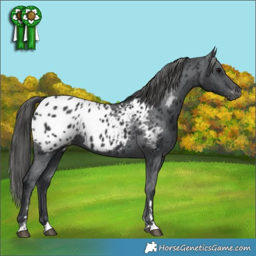 Horse Color:Black Appaloosa 