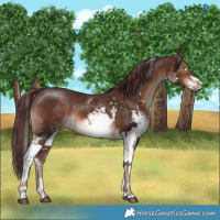 Horse Color:White Spotted Liver Chestnut Mushroom  and White Spotted Chocolate Brown Sabino Rabicano 