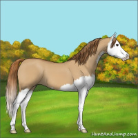 Horse Color:Red Dun Splash 