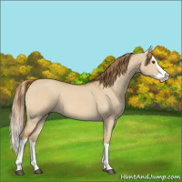 Horse Color:Red Dun Splash 