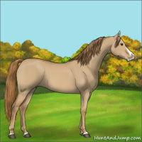 Horse Color:Red Dun Splash 