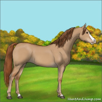 Horse Color:Red Dun Splash 