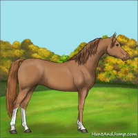 Horse Color:Chestnut Tobiano
