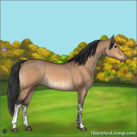 Horse Color:Bay Dun  and Bay Dun 