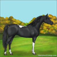 Horse Color:Black Tobiano 