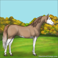 Horse Color:Red Dun Splash 