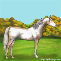 Horse Color:Silver Amber Champagne Frame 