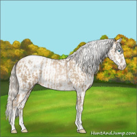 Horse Color:Chocolate Palomino Pearl Tobiano Frame and Chocolate Palomino Pearl Tobiano Frame Appaloosa