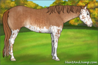 Horse Color:Chestnut and Chestnut Splash