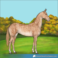 Horse Color:Chestnut and Gold Champagne