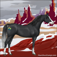 Horse Color:Black Splash 