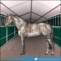 Horse Color:Brown Mushroom Appaloosa  and White Spotted Liver Red Dun