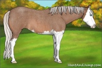 Horse Color:Silver Bay Roan Splash 