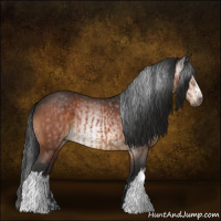 Horse Color:Bay  and Gray Bay 