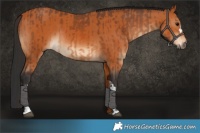 Horse Color:Bay  and Bay 