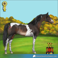 Horse Color:Brown Tobiano Rabicano