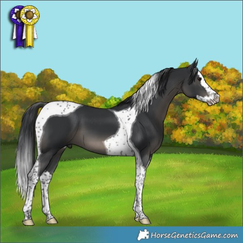 Horse Color:Black Splash Tobiano 