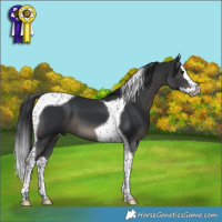 Horse Color:Black Splash Tobiano 