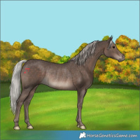 Horse Color:Silver Black Rabicano 