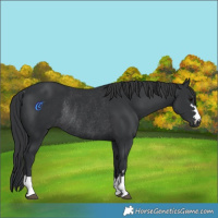Horse Color:Black Rabicano 