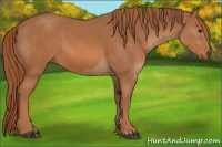 Horse Color:Chestnut and Chestnut