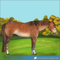 Horse Color:Chestnut  and Bay 