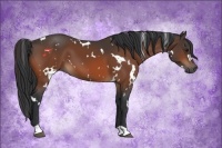Horse Color:White Spotted Bay 