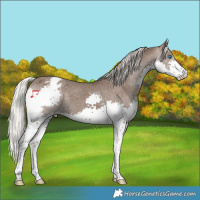 Horse Color:Silver Black Splash Appaloosa