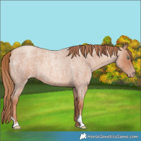 Horse Color:Gold Champagne Roan 