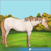 Horse Color:Gold Champagne Roan