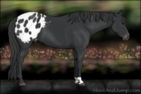 Horse Color:Black Blanket