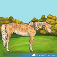 Horse Color:Chestnut  and Palomino 
