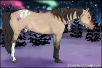 Horse Color:Bay Dun Appaloosa 