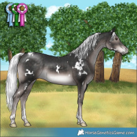 Horse Color:Platinum White Spotted Liver Chestnut Mushroom Tobiano Rabicano