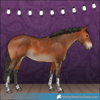 Horse Color:Bay  and Bay 