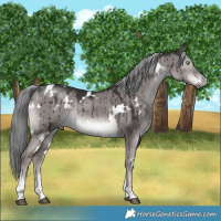 Horse Color:Platinum White Spotted Liver Red Dun Mushroom Tobiano Rabicano Brindle 