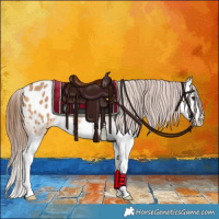 Horse Color:Bay Dun Splash Appaloosa 