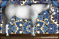 Horse Color:Gray White Spotted Black 