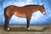 Horse Color:Bay  and Bay 