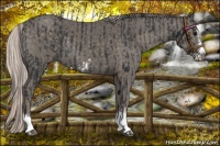 Horse Color:Black Splash Frame and Silver Black Splash Frame