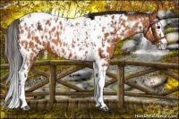 Horse Color:Bay Splash Tobiano Near Leopard  and Bay Splash Tobiano Near Leopard 