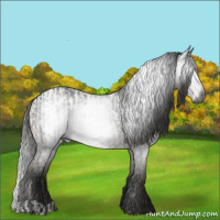 Horse Color:Gray Black  and Gray Black Appaloosa 