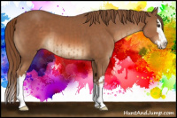 Horse Color:Chestnut and Chestnut Splash