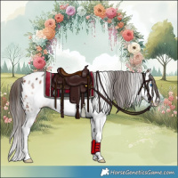 Horse Color:Bay Sabino Frame Appaloosa 